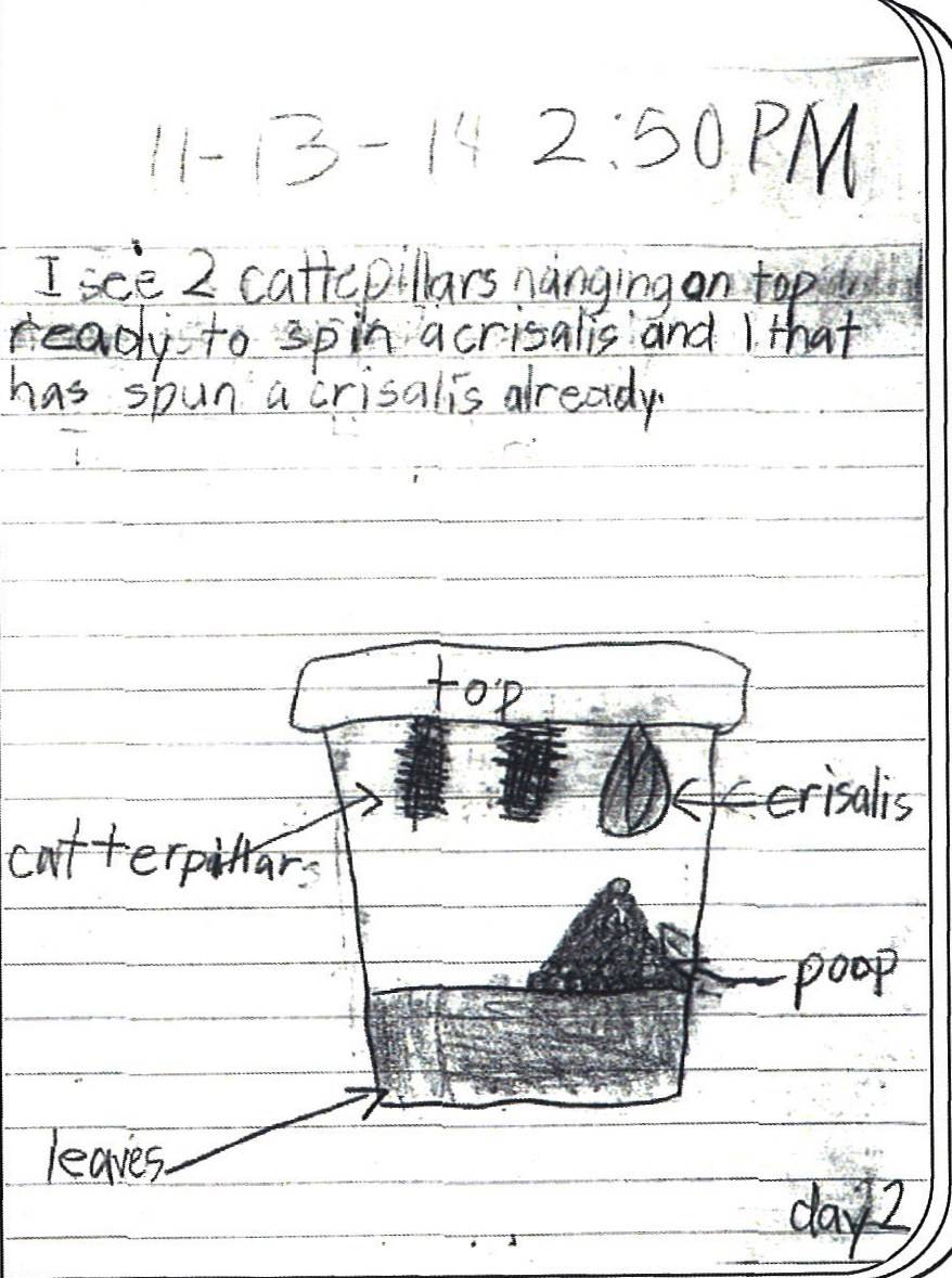 Taking Notes Examples - Science - Facts & Details Caterpillar Grade 1 Taking Notes Examples - Science - Facts & Details Caterpillar Grade 1
