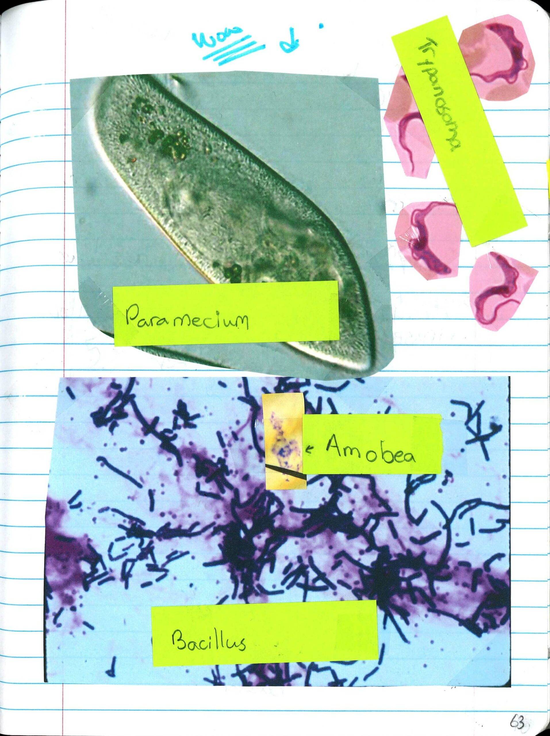 Note-Taking Science - Visual Images printed & added