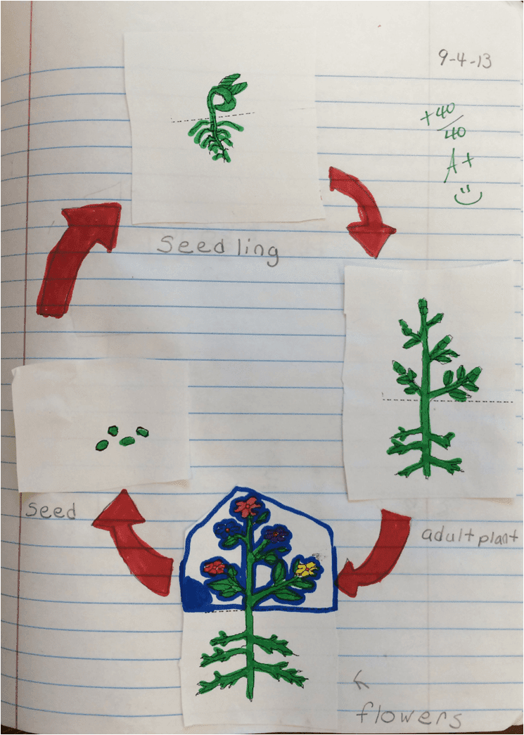 Taking Notes Examples - Cut-Up Worksheet - Plant cycle Taking Notes Examples - Cut-Up Worksheet - Plant cycle