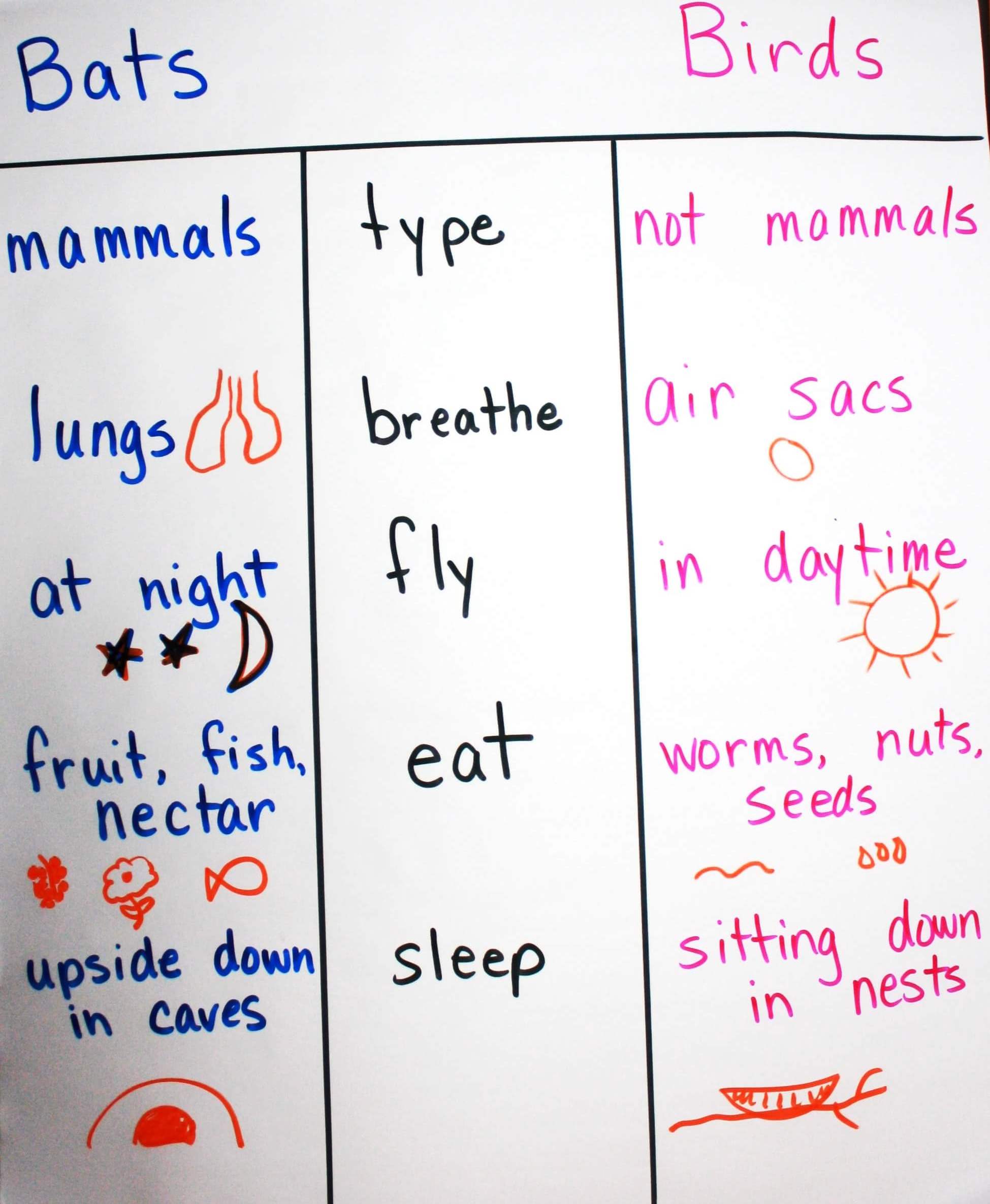 T-Chart: Bats vs. Birds T-Chart: Bats vs. Birds